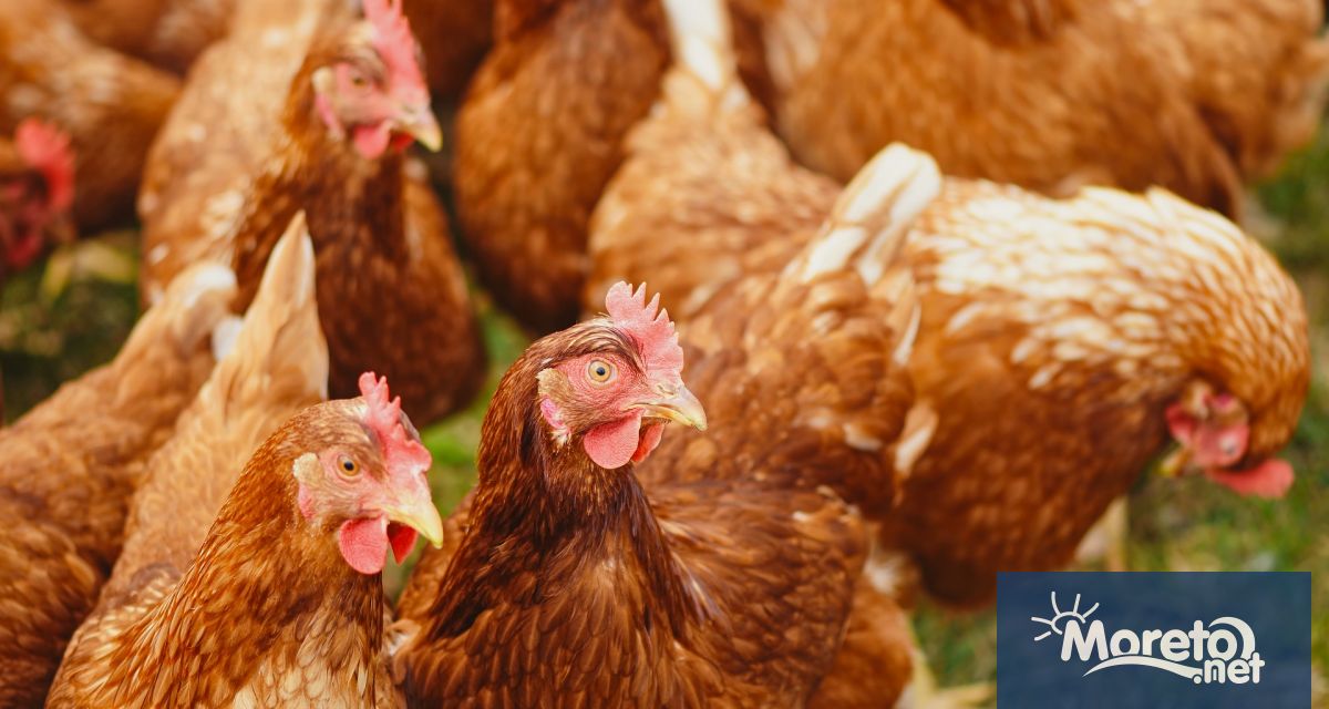 Работник в испанска птицеферма е заразен с птичи грип. Според