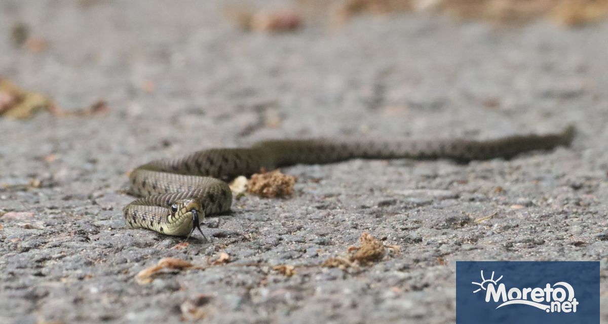 Другата седмица предстои да бъде назначен специалист за позицията змиеловец