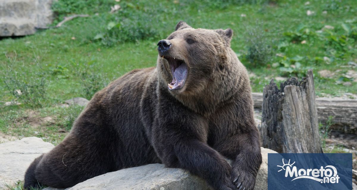 Сигнал за нападение от мечка в Родопите се проверява от