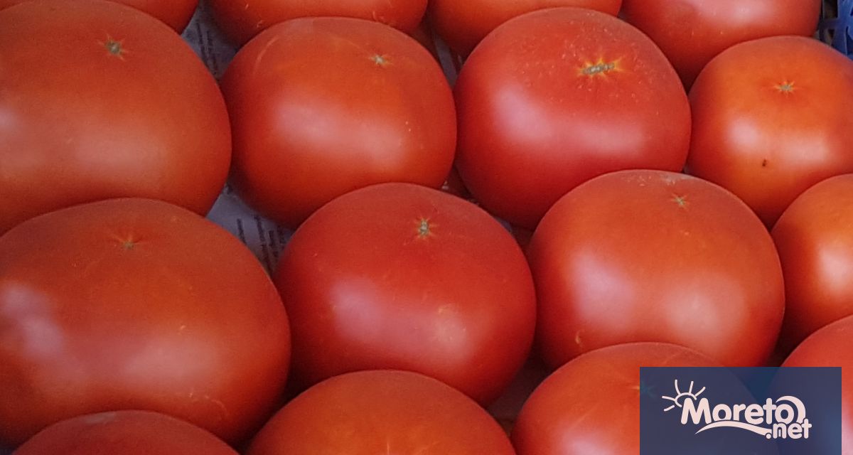 Първата реколта родни домати тази година ще се бере най