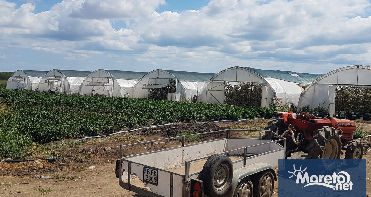 Производството на български плодове и зеленчуци е застрашено, предупреждават учени