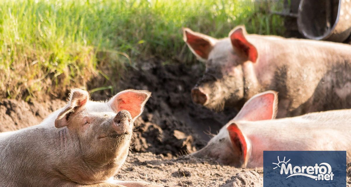 На заседание на областна епизоотична комисия ОЕК за област Варна