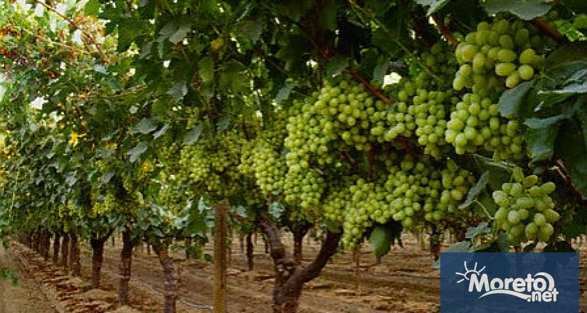 С допълнителни 6 млн лв ще бъде подпомогнат лозаро винарският сектор