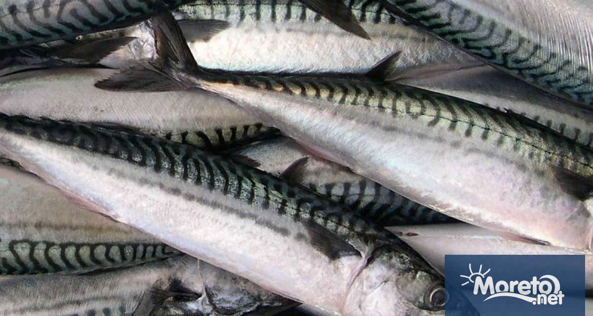 В 23 от изследваните риби от търговската мрежа тествани от