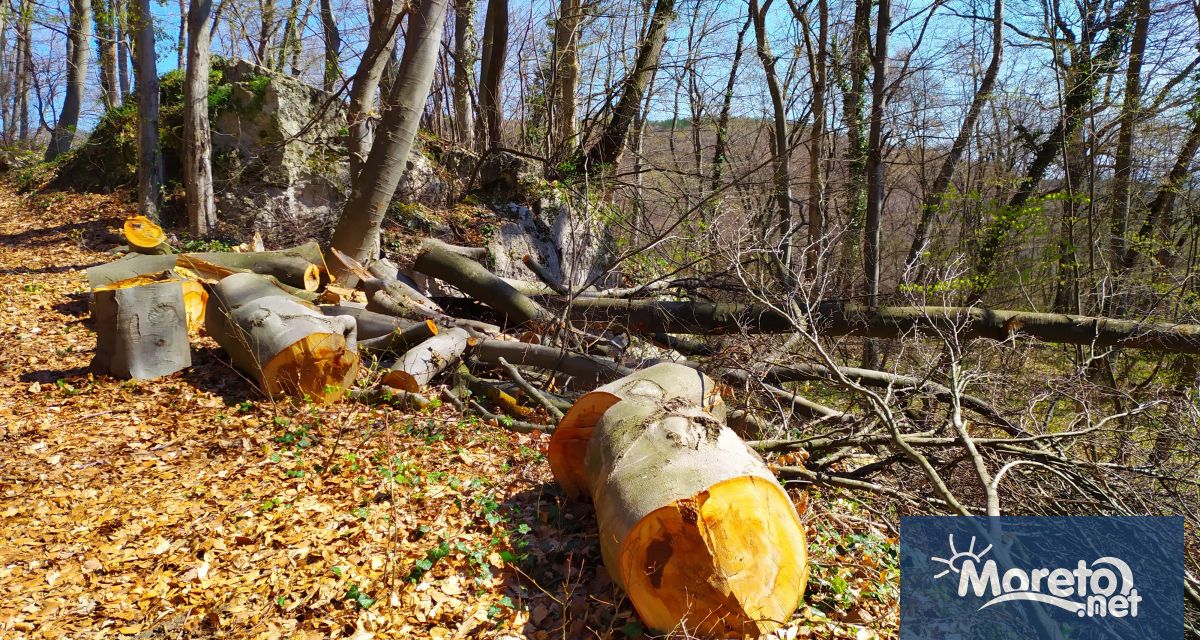 Засилени проверки за незаконен дърводобив текат в цялата страна.
Екипите на