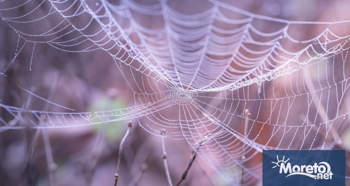 Учени откриха гигантска паяжина обитавана от над 111 000 паяка